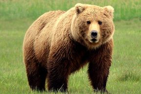2 Park Bear Viewing Adventure à Katmai et Lake Clark NP