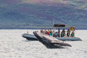 Maui Eco-Raft Tour : Observation des baleines ou des dauphins au niveau des yeux - Lahaina