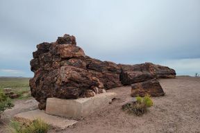 Sedona à la forêt pétrifiée / aventure dans le désert peint VISITE PRIVÉE!