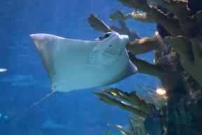 Audubon Aquarium et billet d'insectarium