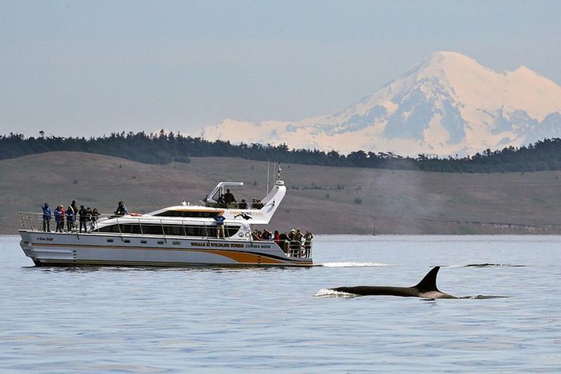 Croisière d'observation des baleines et des animaux à Victoria