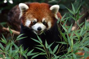 Coupe-file : Entrée quotidienne au Woodland Park Zoo Ticket