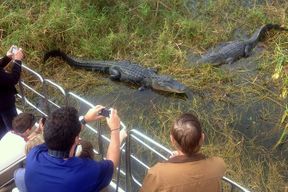 Excursion dans les Everglades de Floride en hydroglisseur et entrée à Wild Florida avec un déjeuner en option