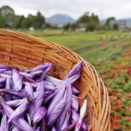 Atelier - Visitez une safranière et dégustez des spécialités