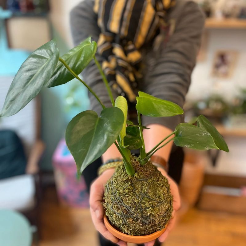 Créez vos kokedamas en groupe