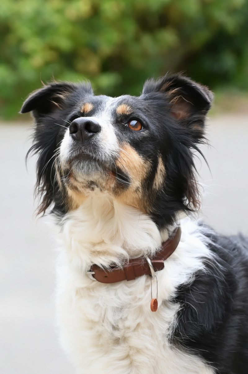 Atelier - Fabriquez un collier pour votre chien
