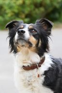 Atelier - Fabriquez un collier pour votre chien