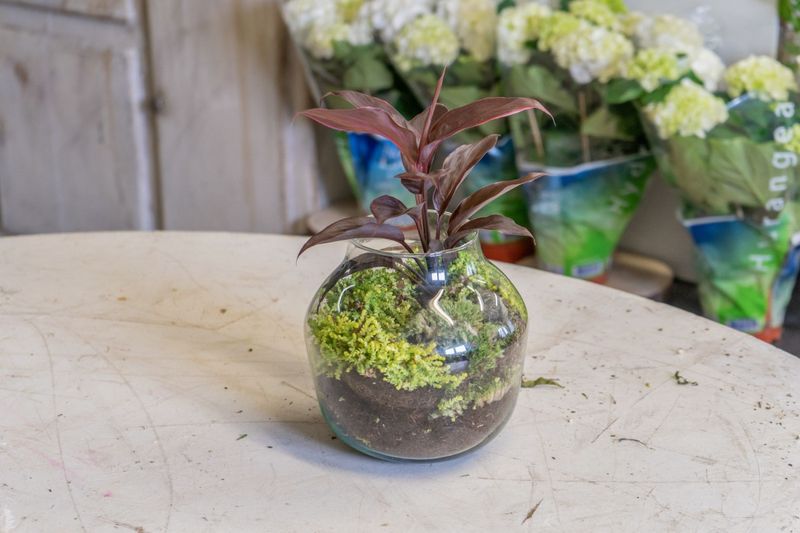 Atelier - Composez votre propre terrarium