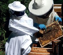 Atelier - Initiez-vous à l'apiculture