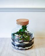 Atelier - Créez votre terrarium