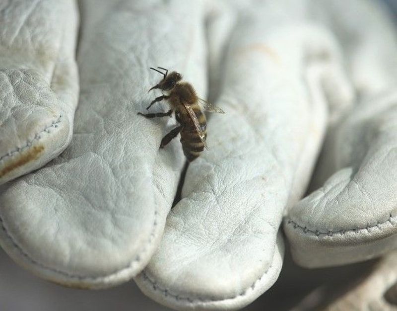 Atelier - Découvrez l'apiculture
