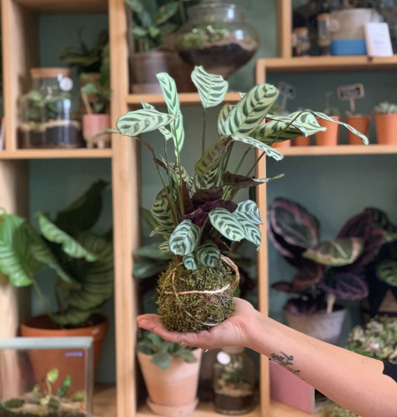 Créez votre kokedama XL