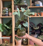 Atelier - Créez votre kokedama XL