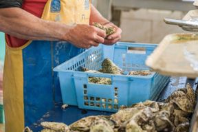 Atelier - Initiez-vous à la culture ostréicole !