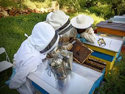 Atelier - Initiez-vous à l'apiculture